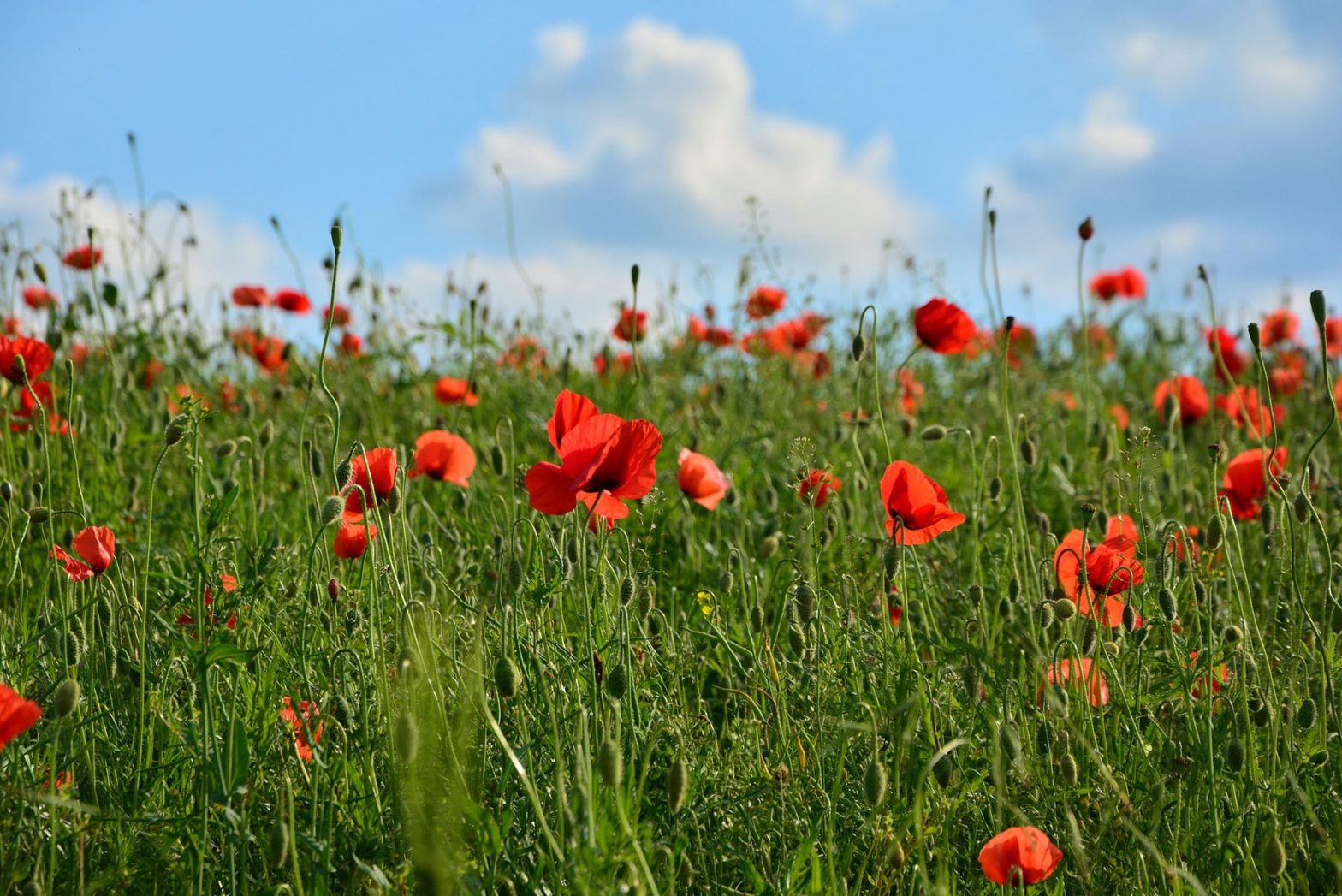 in-flanders-fields-coco-brooks-inc